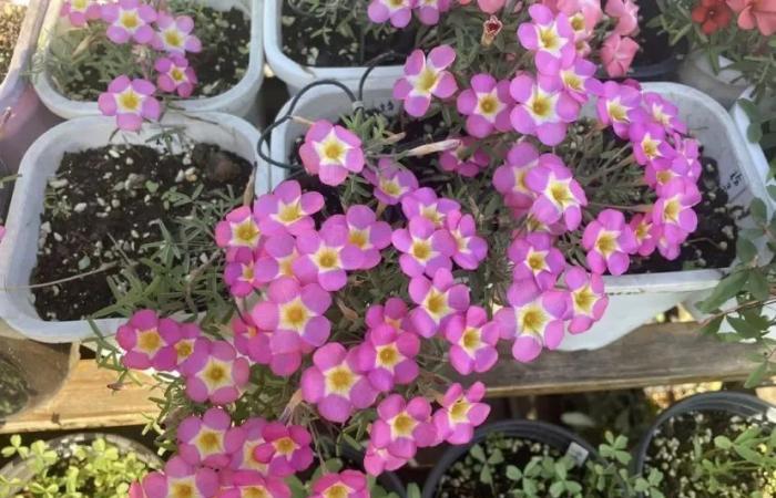 酢漿草種植環境