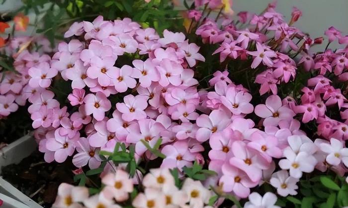 酢漿草繁殖過程