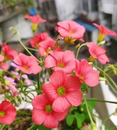 酢漿草種子儲存方法