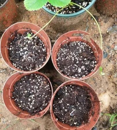 酢漿草種球管理